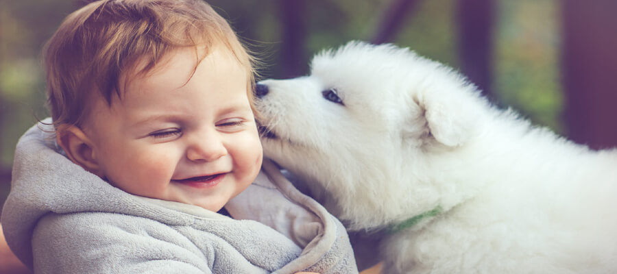 Why Does My Dog Lick Everything? What It Could Mean